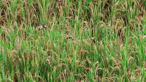 Ripening rice plants (Oryza sativa) visited by a white-headed munia (Lonchura maja), capturing a natural feeding moment in a near-harvest paddy field.