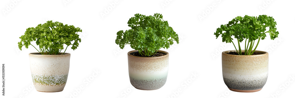 Fototapeta premium Fresh Curly Parsley Plants in Ceramic Pots Isolated on Transparent Background