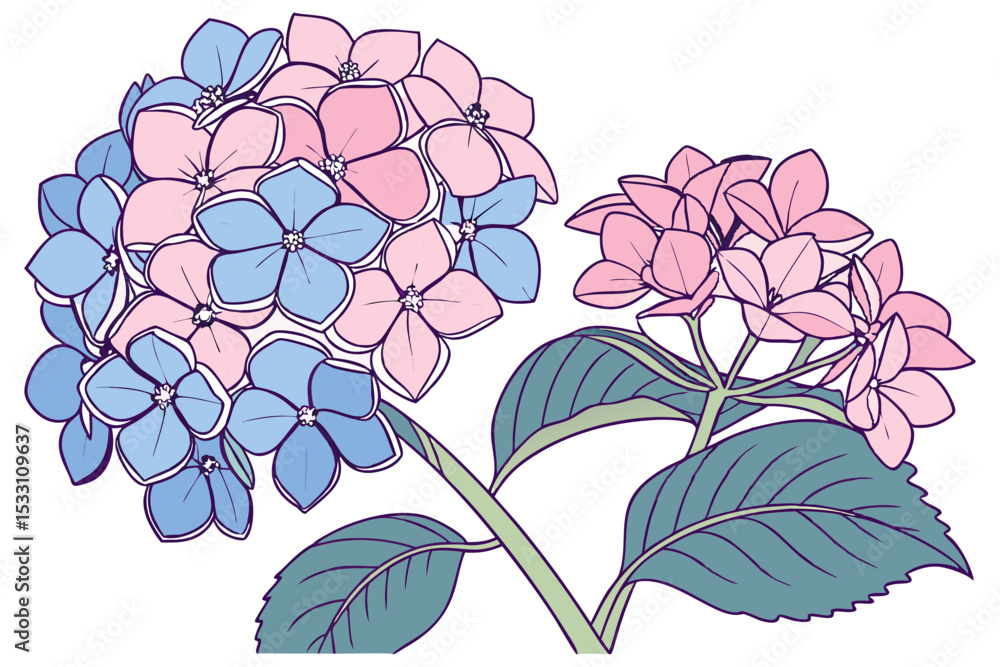 Obraz premium Floral Hydrangea Illustration Simple Design