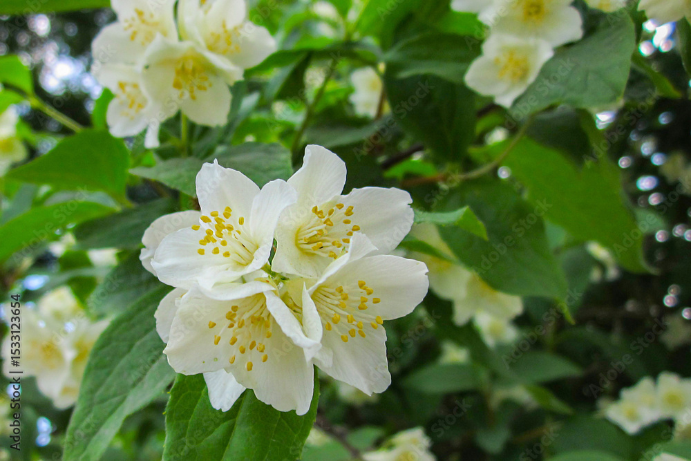 Fototapeta premium Spring beautiful white blossoming flowers