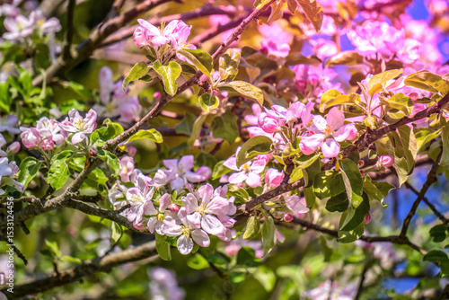 Wallpaper Mural Spring flowers on a tree branch Torontodigital.ca