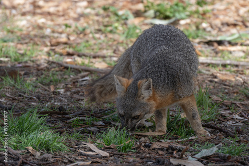 Wallpaper Mural island fox Torontodigital.ca