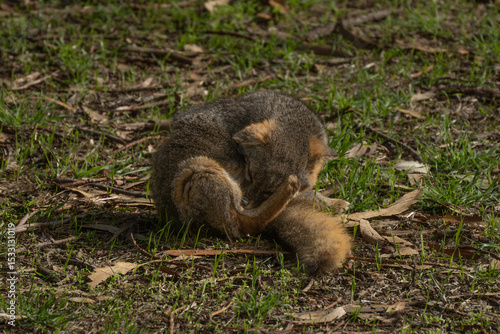 Wallpaper Mural island fox Torontodigital.ca