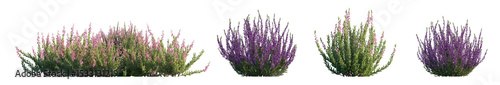 Photography Calluna vulgaris (common scotch, scottish heather, ling, heather) shrub\plant\bu