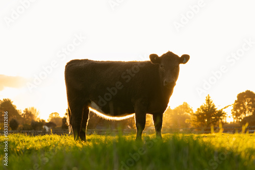 Angus beef cow in New Zealand farm paddock at sunset 