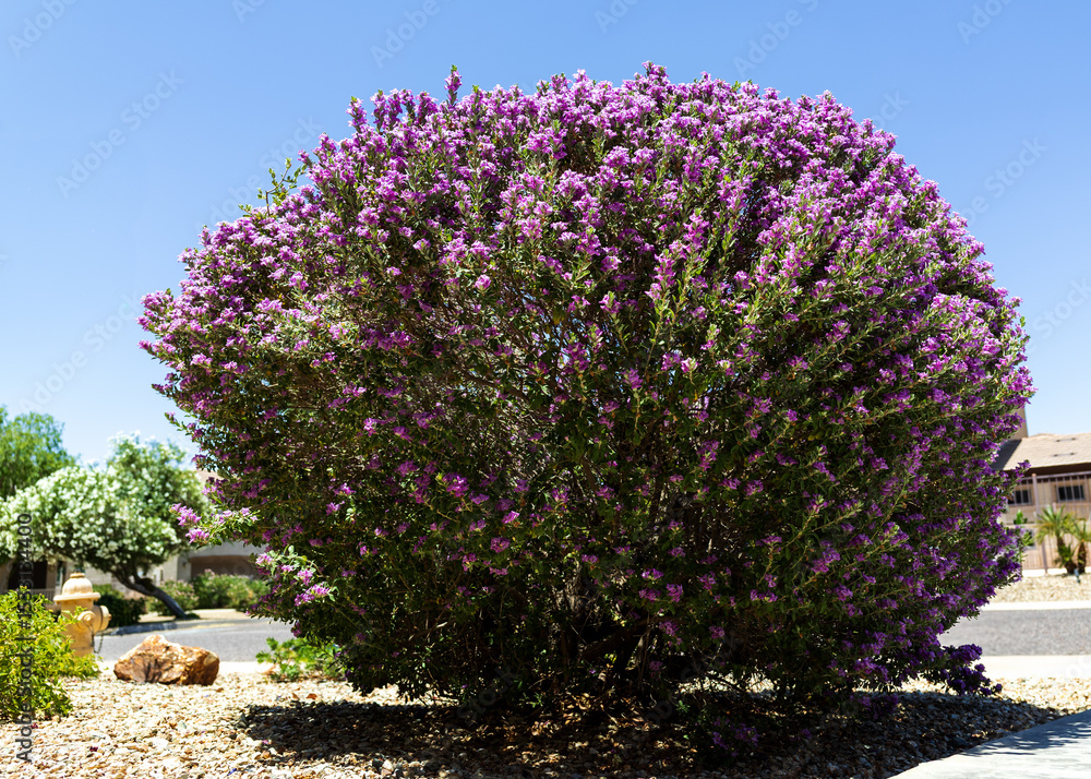 Obraz premium Blooming with pink flowers Leucophyllum frutescens also known as Texas Sage or Texas Rangers Shrub in desert style xeriscaped roadsides, Phoenix, Arizona