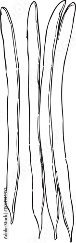 いんげん豆　手描き線画