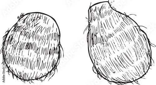 里芋　丸ごと　手描き線画