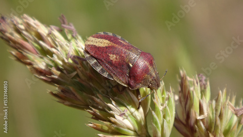 Tortoise bug (Eurygaster testudinaria) sitting on an ear of grass