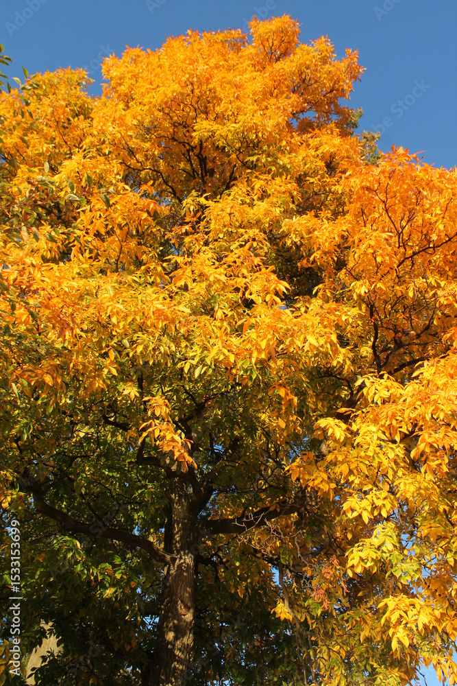 Fall leaves Fall leaves