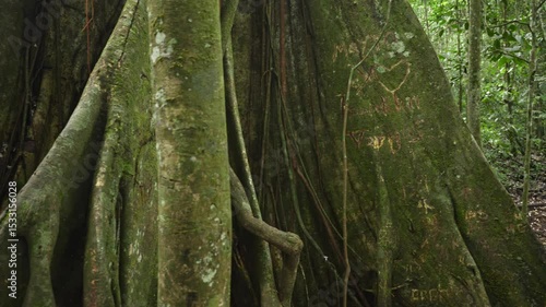 Majestic ficus tree towering within verdant Amazonian landscape, showcasing expansive root system and lush green canopy of Ecuadorian rainforest ecosystem