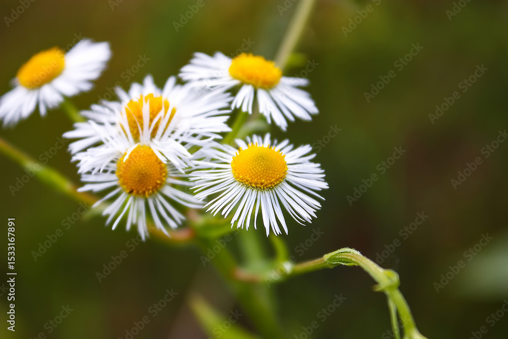 Meadow daisies flowers blooming in sunny day. Meadow daisies flowers blooming in sunny day.