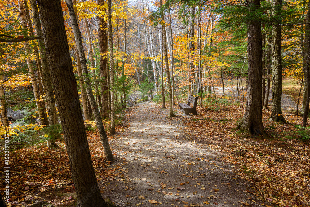 Obraz premium Empty wooden bench along a deserted forest trail on a sunny autumn day