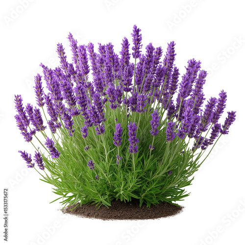lavender bush on isolated or white background lavender flowers for landscape design