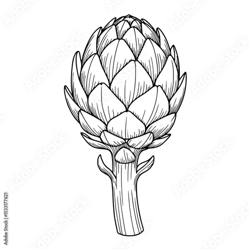 Artichoke illustration in black and white minimalistic design  