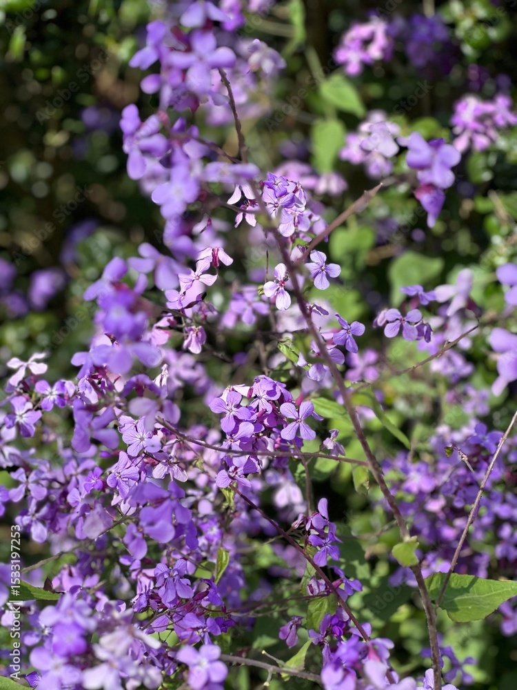 Fototapeta premium purple lilac flowers