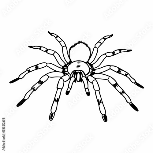 Tarantula Spider Line Art Detailed Black and White Illustration