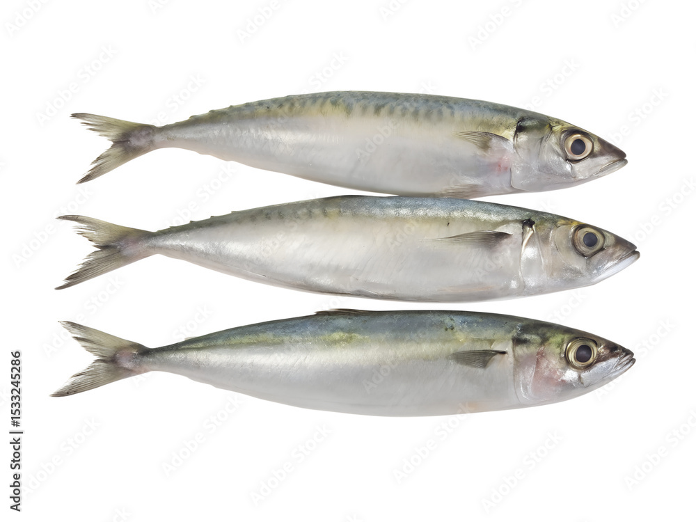 Indian mackerel fresh Indian mackerel fresh
