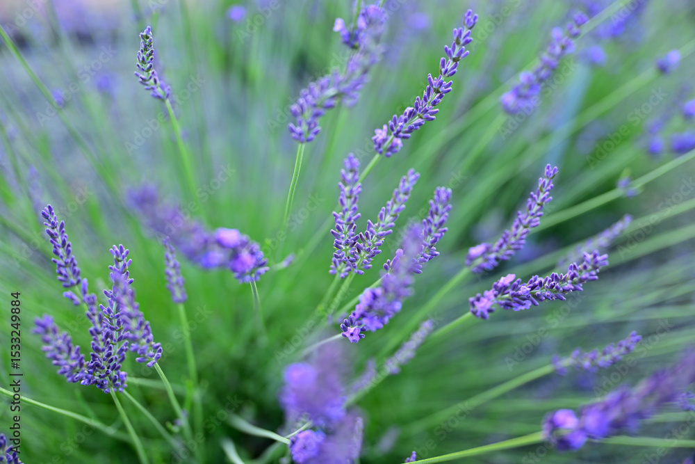 Naklejka premium ラベンダーの香り漂うラベンダー畑