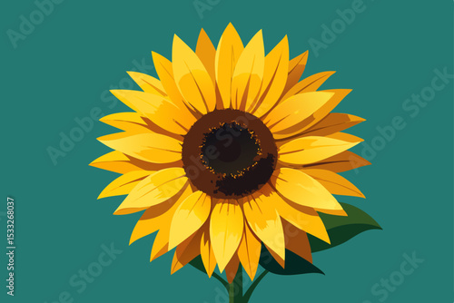 sunflower on white background