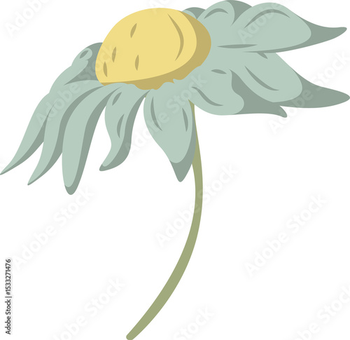 Fototapeta Naklejka Na Ścianę i Meble -  Daisy is showing yellow disc, teal petals on transparent background vector, copy space