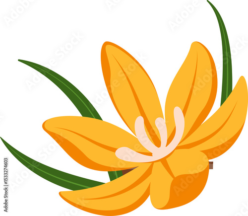 Fototapeta Naklejka Na Ścianę i Meble -  Flat minimalist orange lily is showing petals, white stamen, green leaves on transparent background
