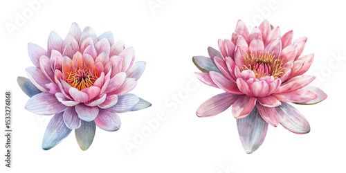 beautiful waterlily flower watercolor vector illustration
