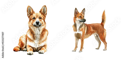 belgian malinois watercolor vector illustration