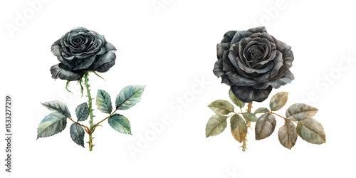 black rose watercolor vector illustration