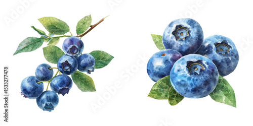 blueberry watercolor vector illustration