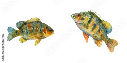 bluegill fish watercolor vector illustration