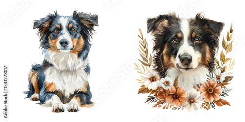 border collie watercolor vector illustration