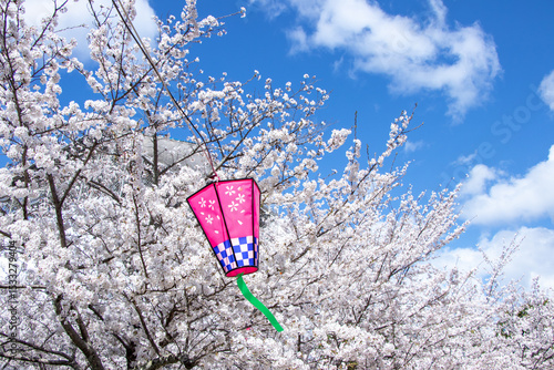 春爛漫、青空と桜と提灯