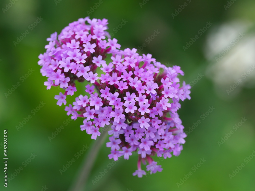 Tokyo, Japan - June 13, 2025: Closeup of Tall vervain or Purpletop verbena Tokyo, Japan - June 13, 2025: Closeup of Tall vervain or Purpletop verbena