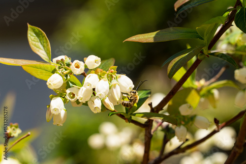 Honeybee is picking blueberry flower’s nectar in Fukuoka city, JAPAN.
