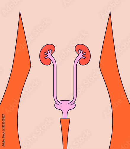 Urinary system illustration with kidneys and bladder in vector illustration