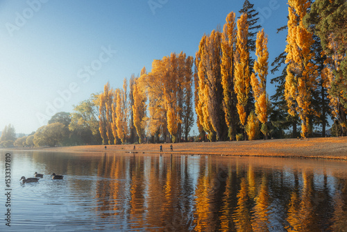 Bright yellow trees in the countryside in the peak of autumn in New Zealand.