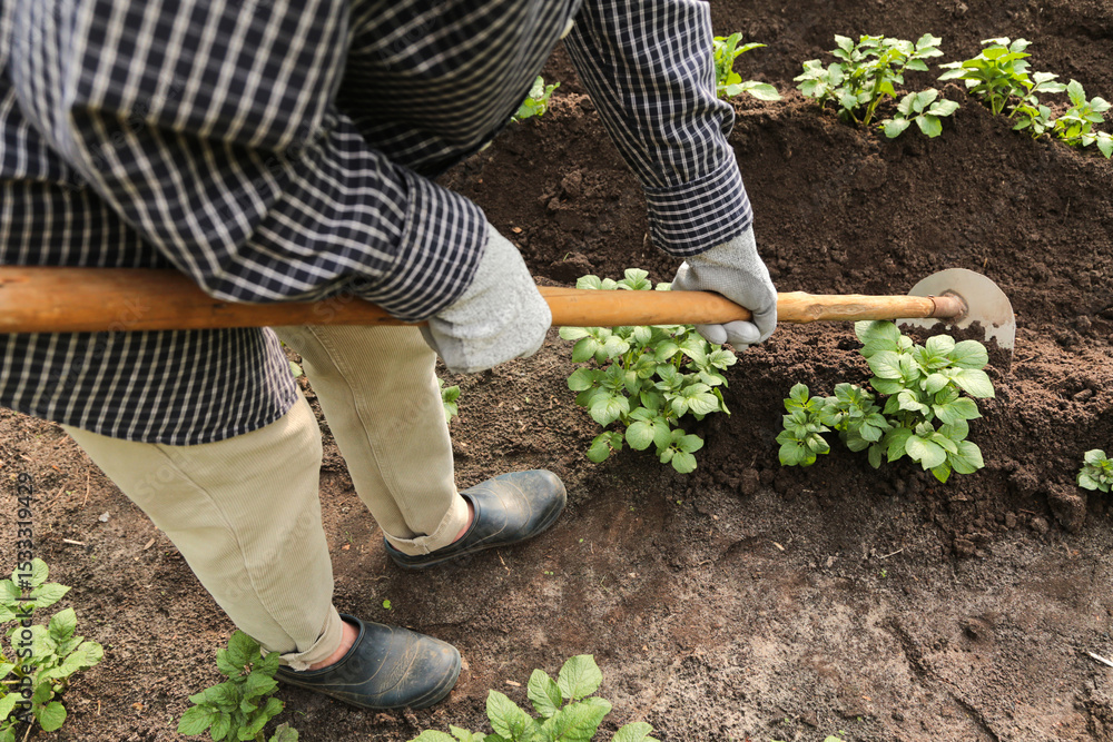 Fototapeta premium Farmer gardener hilling potato young plant with hoe tool in rows on field on garden bed close up. Growing organic potatoes vegetable plants in garden, agriculture