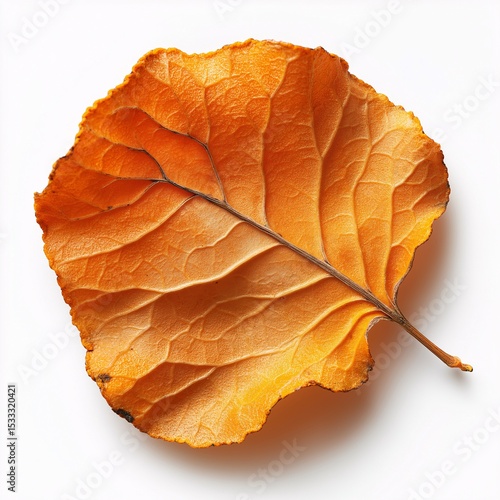 Autumn Vibrant Orange Leaf in Natural Woodland Setting Close-Up Seasonal Photography of Nature's Botanical Beauty