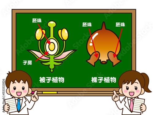 黒板で被子植物と裸子植物の説明をする小学生