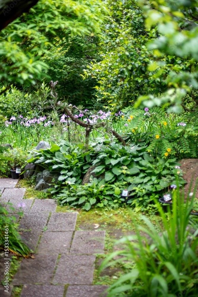 鎌倉2506 光則寺11 花菖蒲 鎌倉2506 光則寺11 花菖蒲
