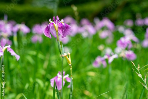 鎌倉2506　光則寺13　花菖蒲