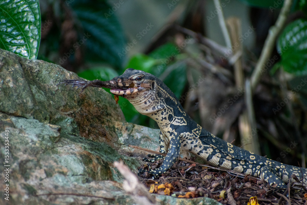 Naklejka premium wild lizard eating a frog