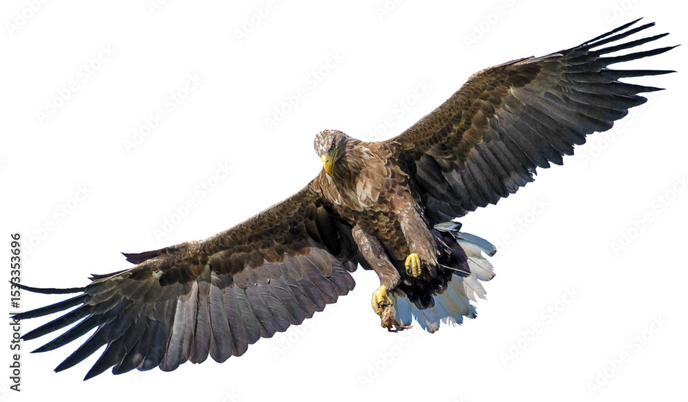 Obraz premium hawk flying sky