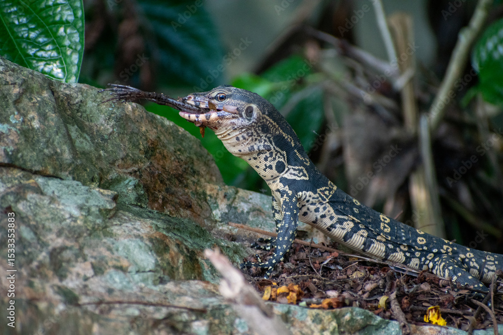 Fototapeta premium wild lizard eating a frog