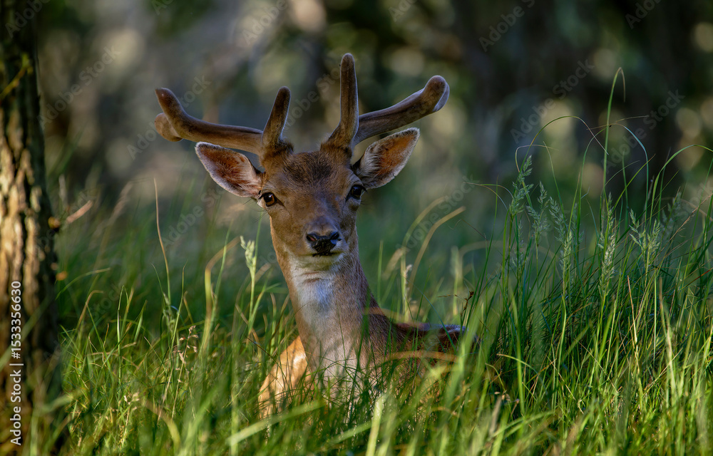 Obraz premium deer in the grass