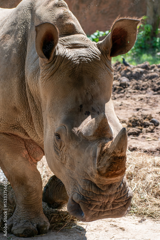 Fototapeta premium Big White Rhinoceros, rhino
