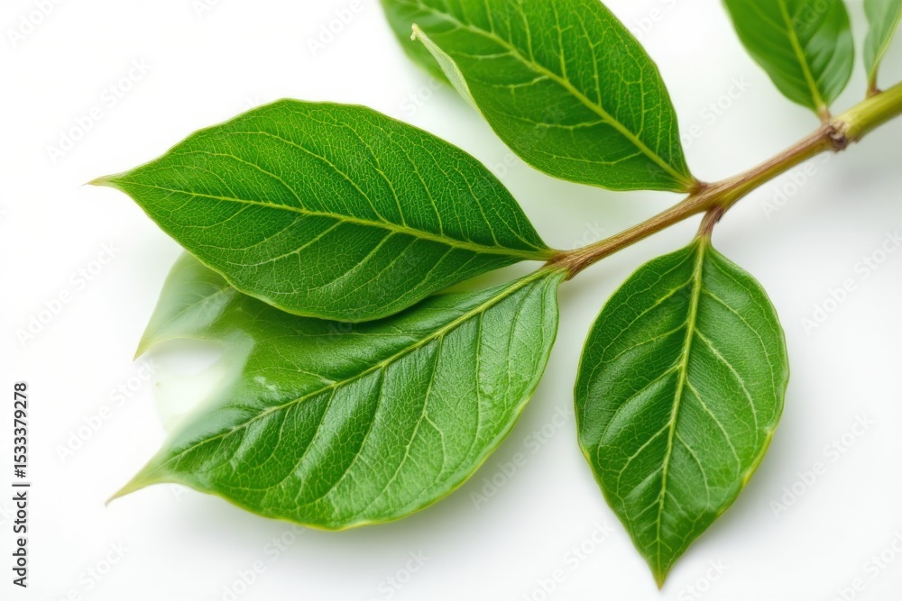 Fototapeta premium Green Leaves on Branch