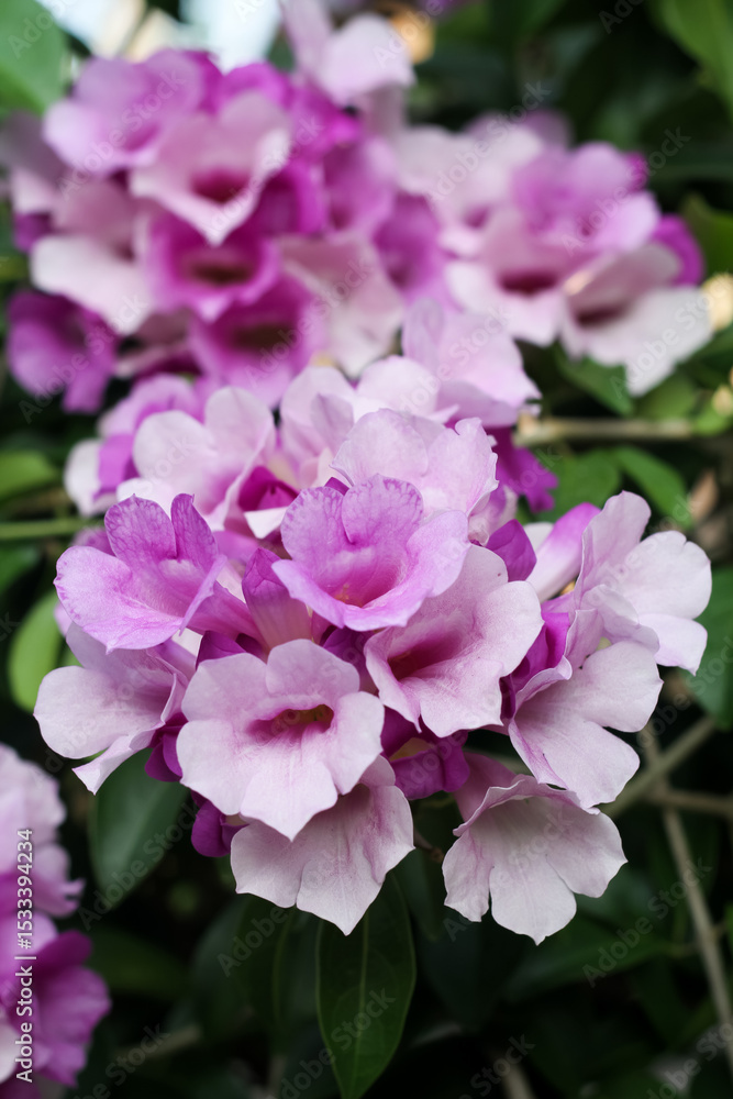 Photo of garlic vine (Mansoa alliacea) flowers. Photo of garlic vine (Mansoa alliacea) flowers.