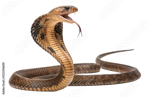 Cobra with hood extended and mouth open isolated over transparent background